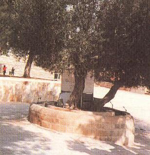 دليل المسجد الأقصى المبارك المصور-  سبيل الزيتونة